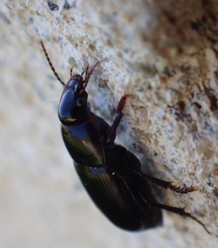 Réf. 201 898 : Harpalus sp.